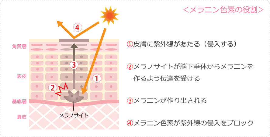 メラニン色素の役割