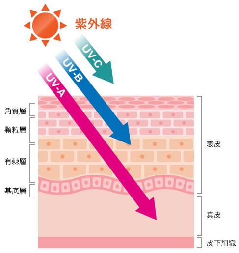 紫外線の種類