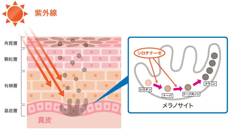 メラニン生成メカニズム