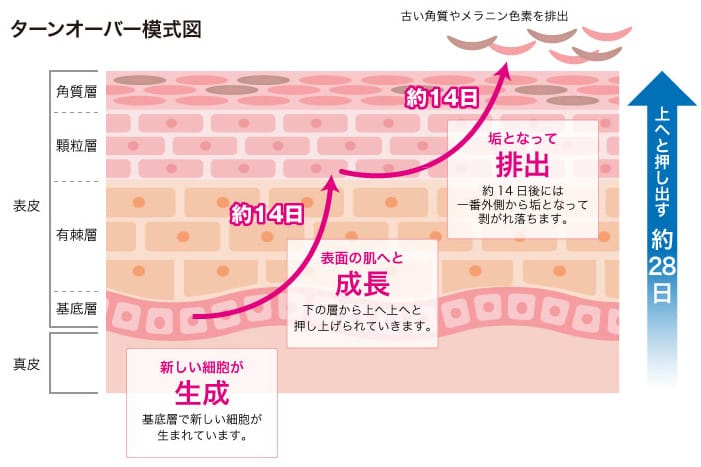 ターンオーバー模式図