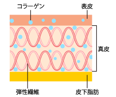 お肌のハリや弾力の低下