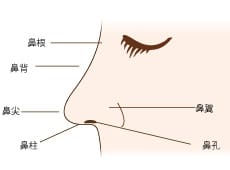 理想的な鼻