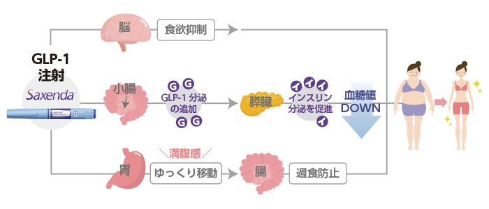 運動や食事制限なし！